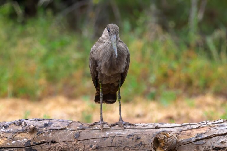Hamerkop south africa 4