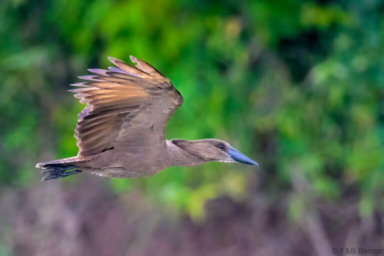 Hamerkop south africa 5