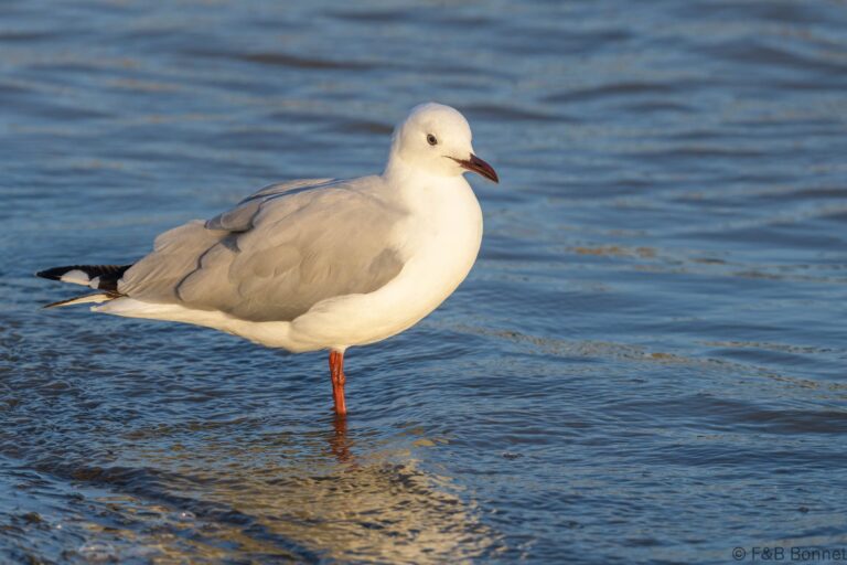 Hartlaub's Gull_South Africa-2