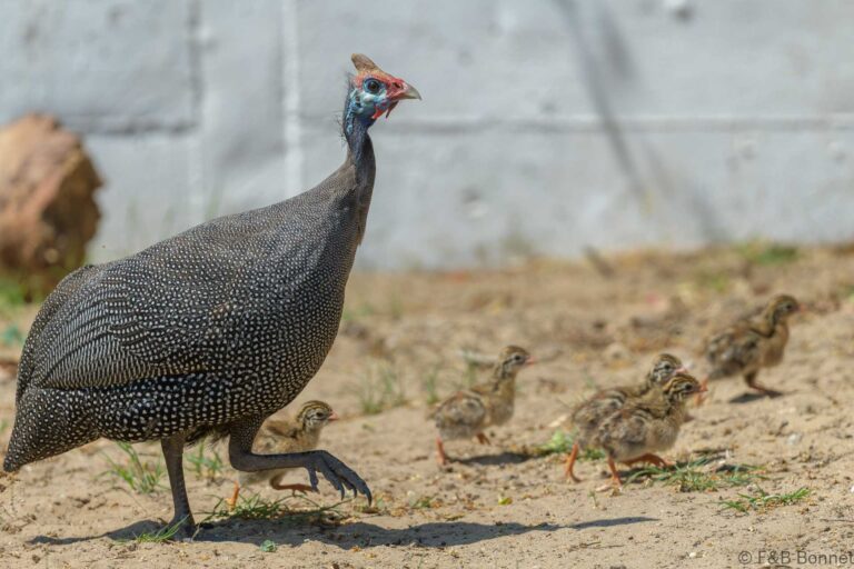 Helmeted Guineafowl_South Africa-2