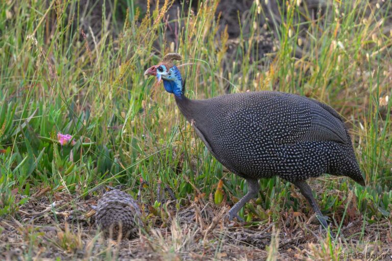 Helmeted Guineafowl_South Africa-3