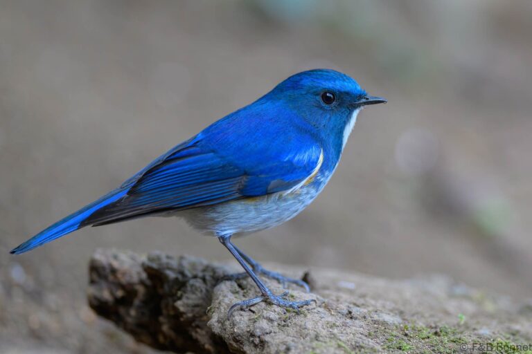 Himalayan Bluetail_China-1