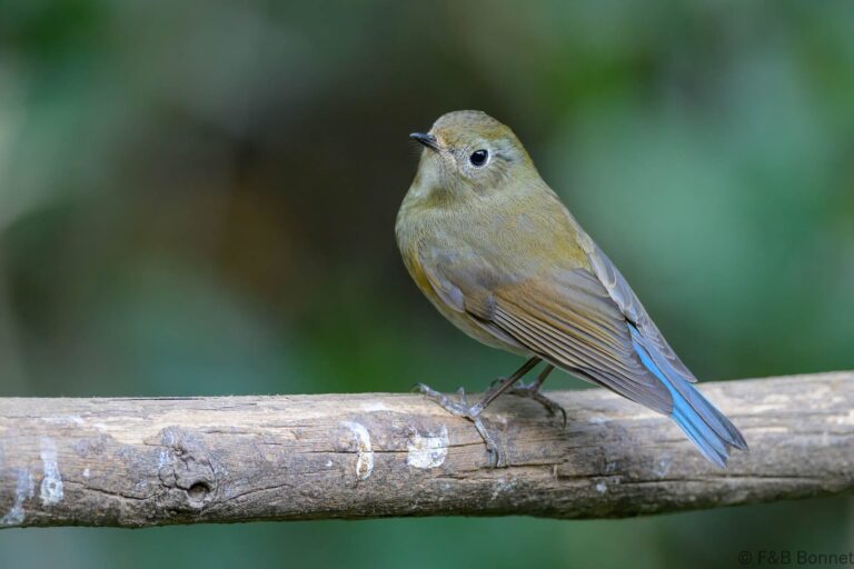Himalayan Bluetail_China-2