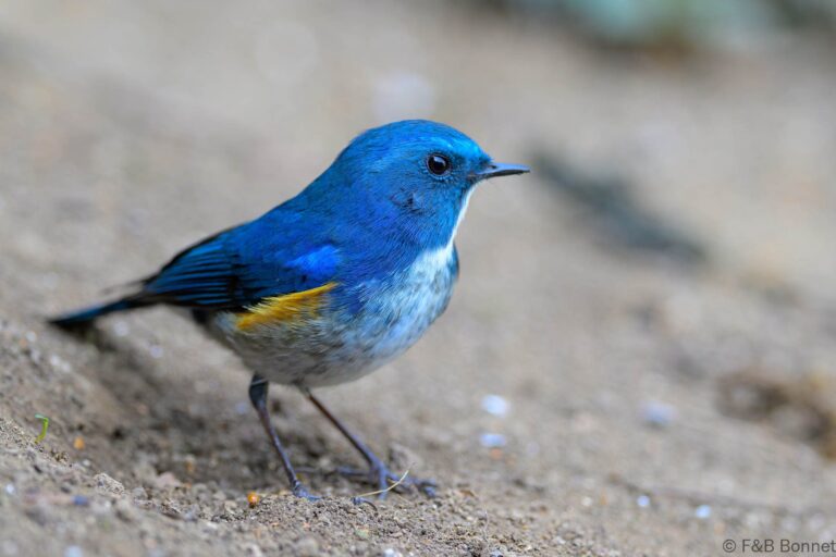 Himalayan Bluetail_China-3