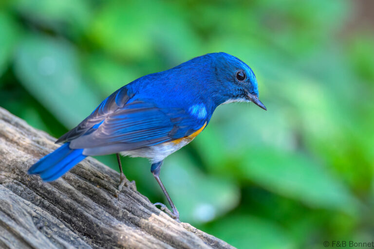 Himalayan Bluetail_China-4