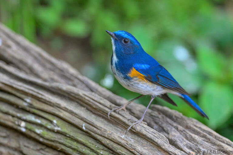 Himalayan Bluetail_China-5