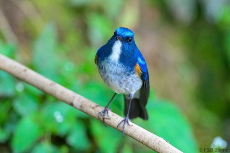 Himalayan Bluetail_China-6