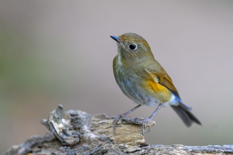 Himalayan Bluetail_China-7