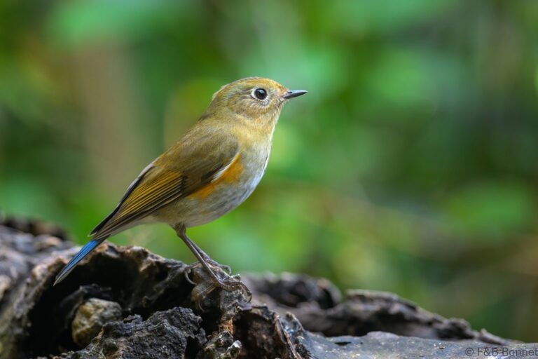 Himalayan Bluetail_China-8