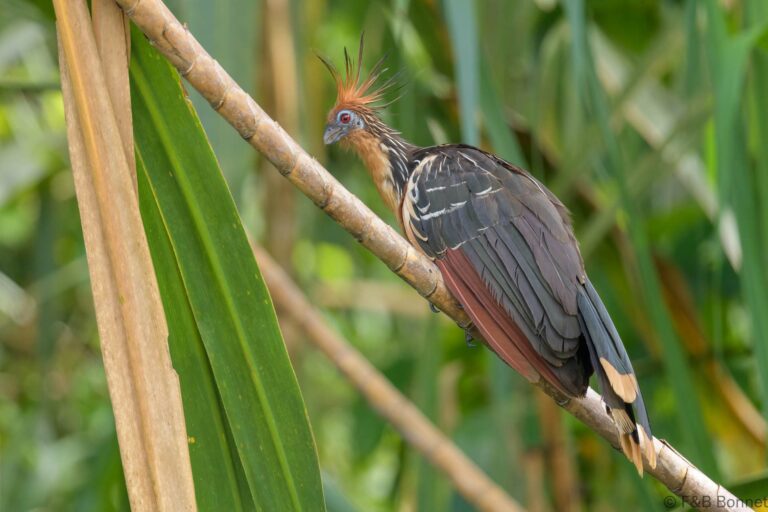 Hoatzin ecuador 1