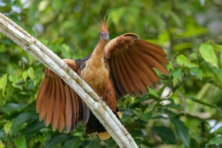 Hoatzin ecuador 2