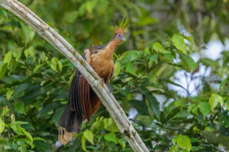 Hoatzin ecuador 3