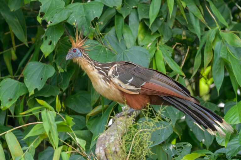 Hoatzin ecuador 4