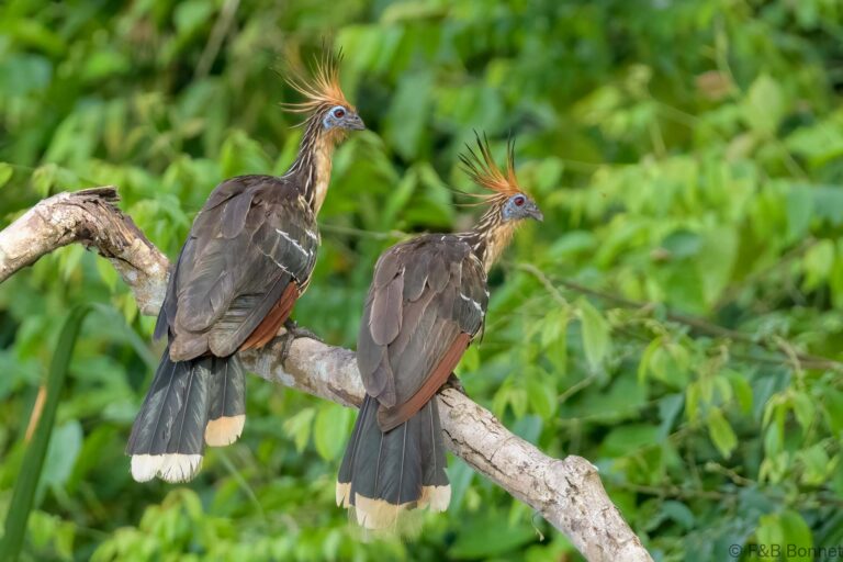 Hoatzin ecuador 5