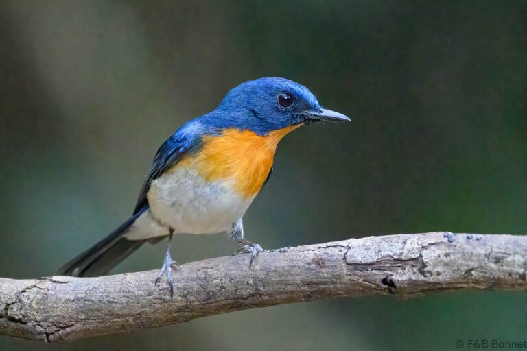 Indochinese blue flycatcher thailand 5