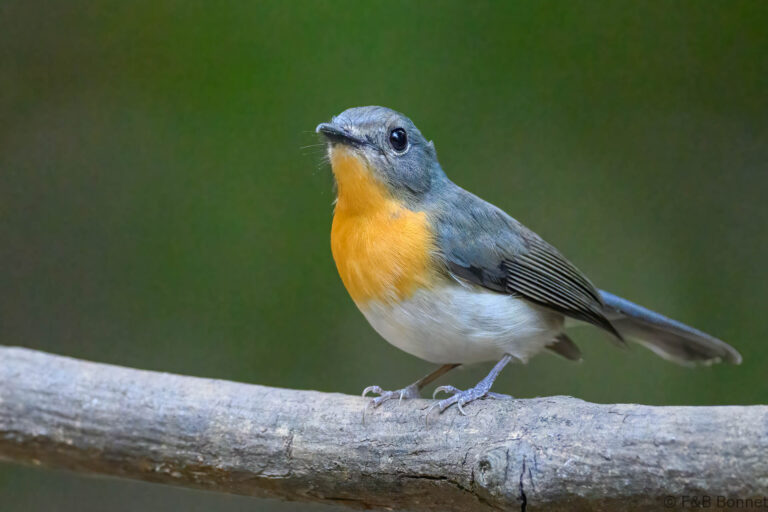 Indochinese blue flycatcher thailand 6