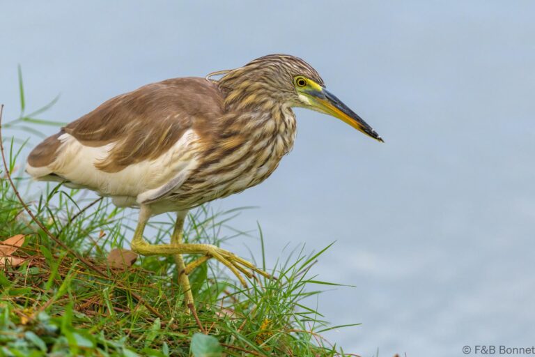 Javan pond heron thailand 1
