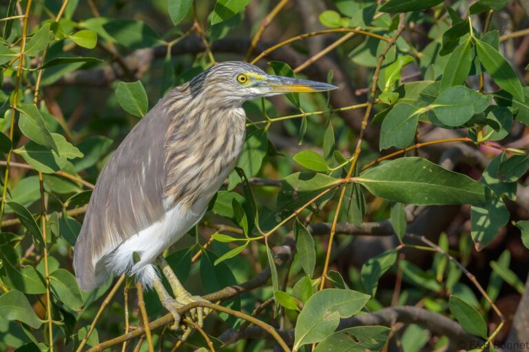 Javan pond heron thailand 2