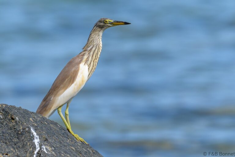 Javan pond heron thailand 3