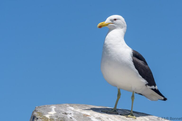 Kelp Gull_South Africa-1