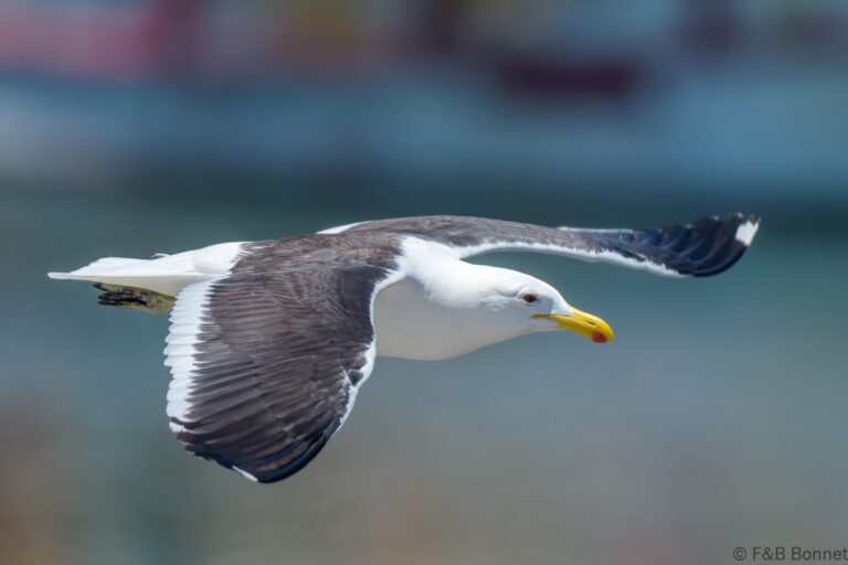 Kelp Gull_South Africa-2