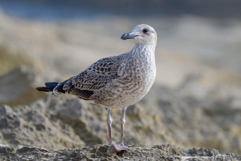 Kelp Gull_South Africa-3