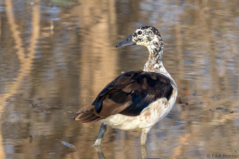 Knob-billed Duck_South Africa-1