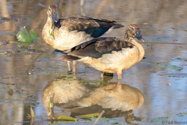 Knob-billed Duck_South Africa-2