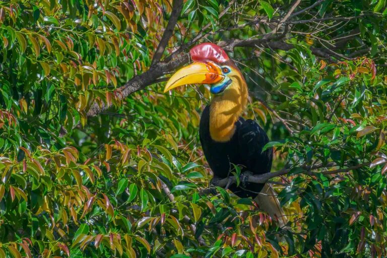 Knobbed hornbill indonesia 1