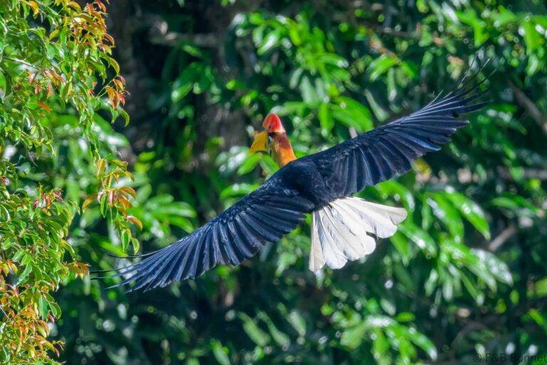 Knobbed hornbill indonesia 3