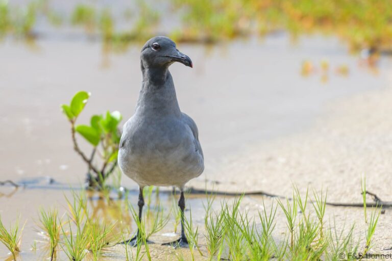 Lava Gull_Ecuador-2
