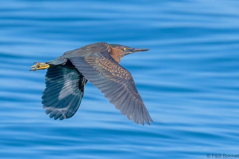 Lava heron ecuador 1