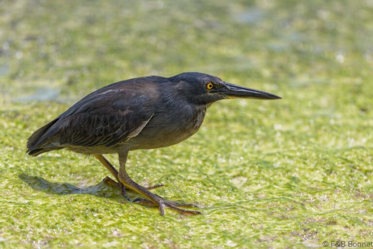 Lava heron ecuador 2