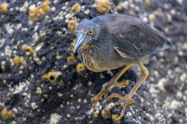Lava heron ecuador 3