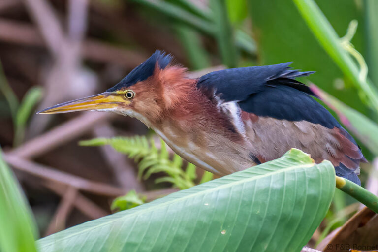 Least bittern costa rica 2