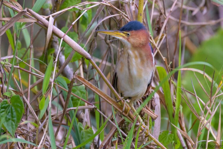 Least bittern costa rica 3