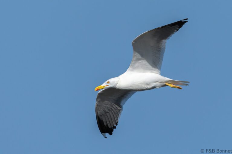 Lesser Black-backed Gull_France-1