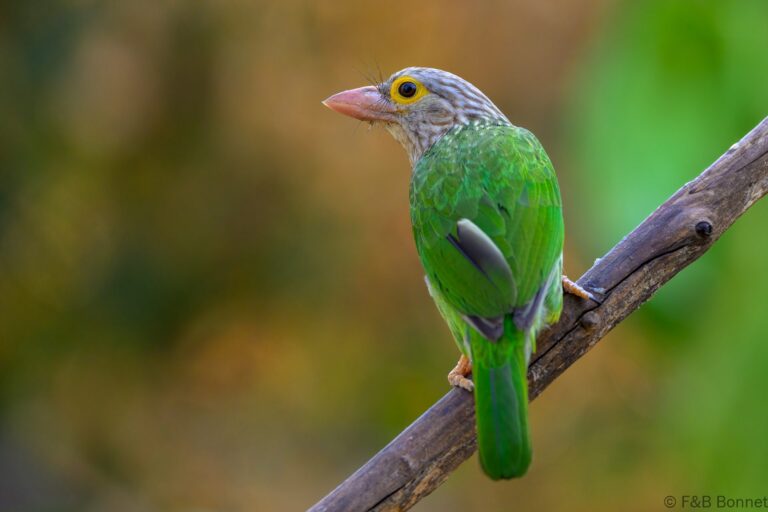 Lineated barbet thailand 1
