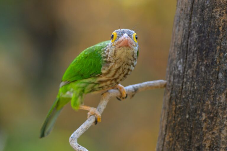 Lineated barbet thailand 2