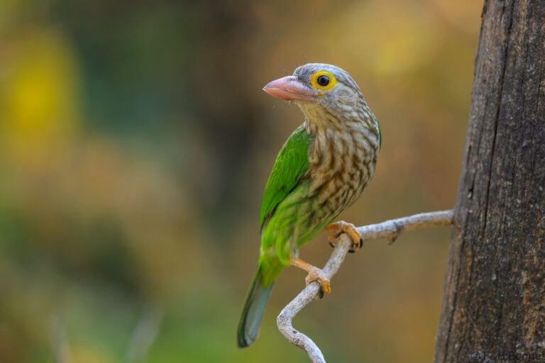 Lineated barbet thailand 3