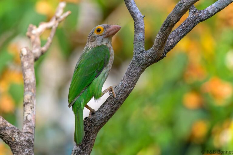 Lineated barbet thailand 4