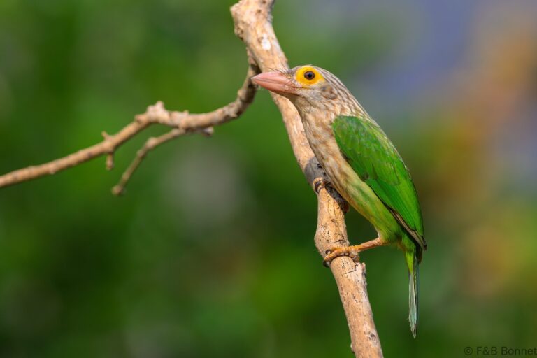Lineated barbet thailand 6