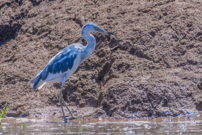 Little blue heron costa rica 1