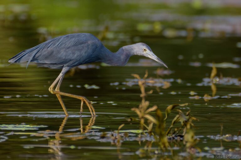 Little blue heron costa rica 2