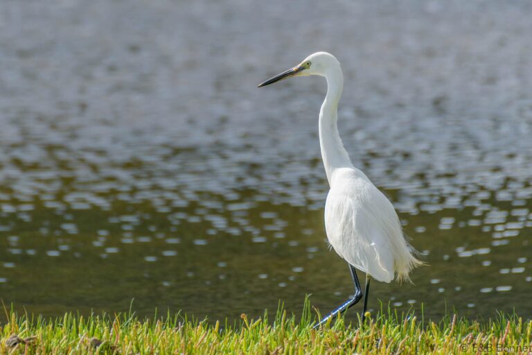 Little egret south africa 1