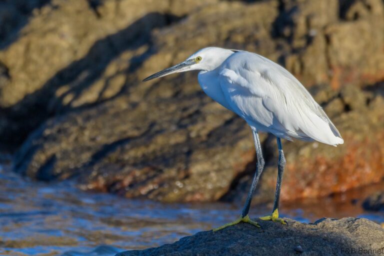 Little egret south africa 2