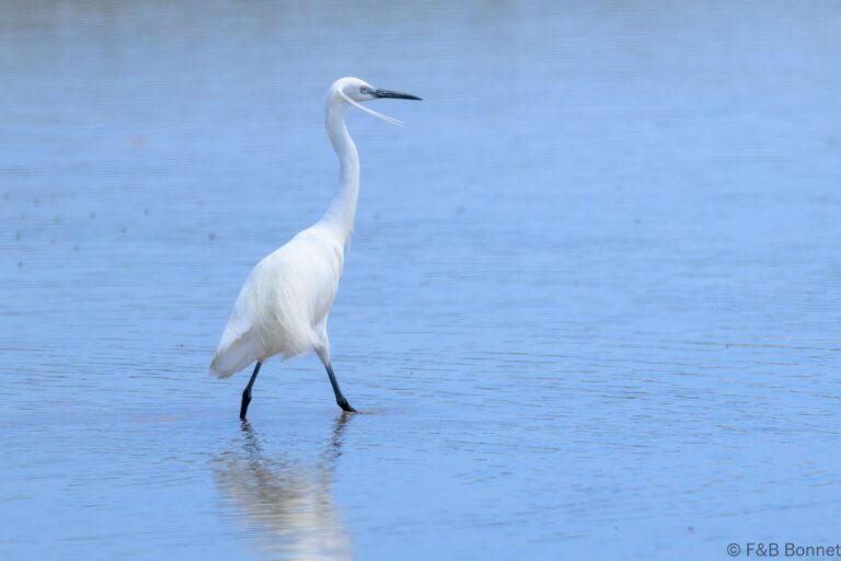 Little egret south africa 3