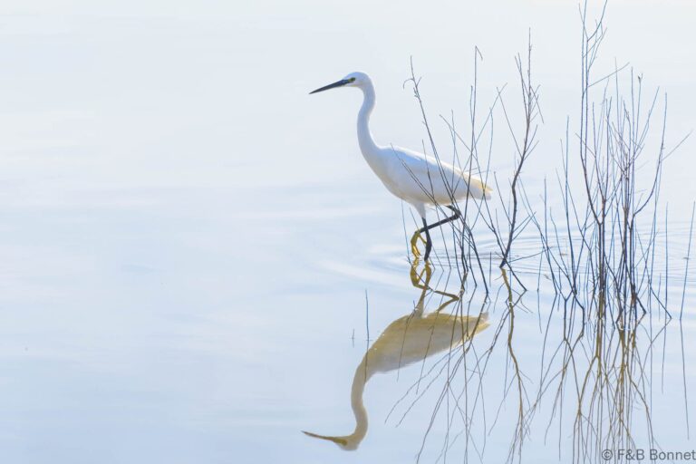 Little egret spain 1