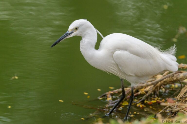 Little egret thailand 1