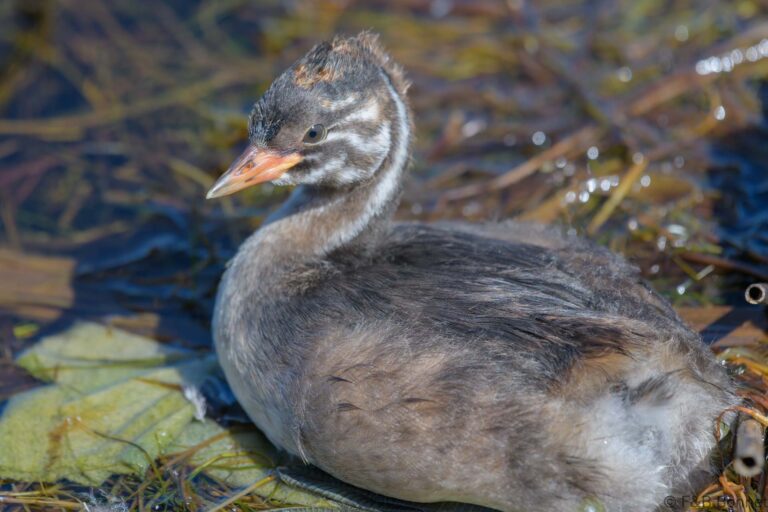 Little Grebe_South Africa-1